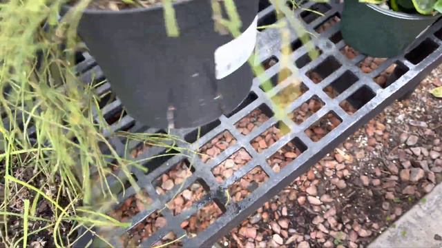 ￼Plant shopping @ Harper’s Garden Centre (hoya, uncommon plants, philodendron, houseplants) смотреть онлайн