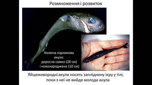 7 клас  19  Хрящові риби