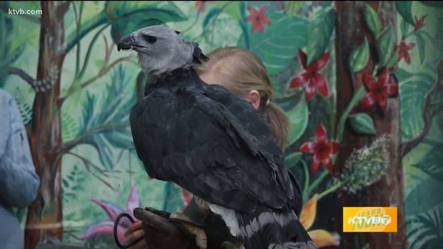 Idaho Today: Meet Grayson, the Harpy Eagle living at the Birds of Prey смотреть онлайн