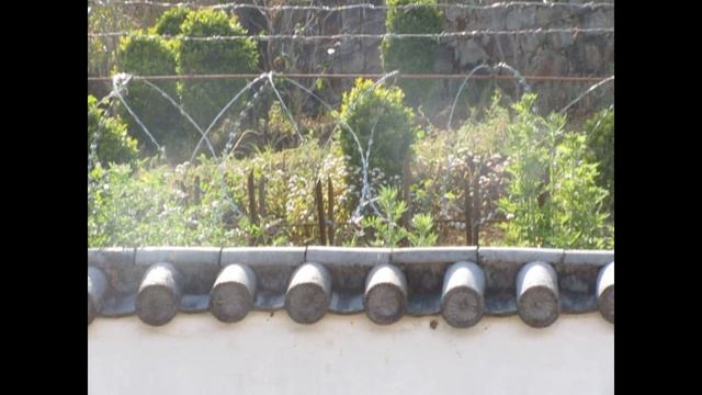 Самое большое и старое культурное чайное дерево в мире. смотреть онлайн