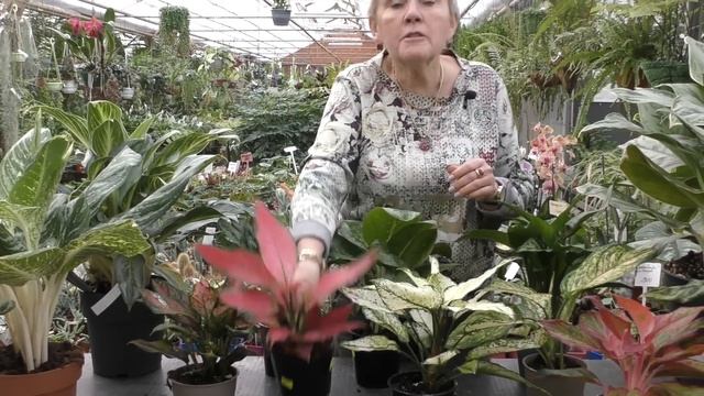 Аглаонема - виды и сорта, выращивание и размножение. смотреть онлайн