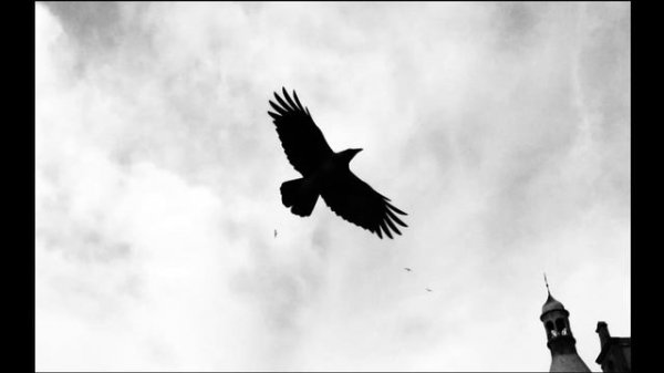 Сергей КРАВА - Ворон