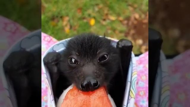 Летучая лисица ест арбуз | Flying fox first time eating watermelon смотреть онлайн