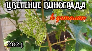 ВСЁ о ЦВЕТЕНИИ ВИНОГРАДА.