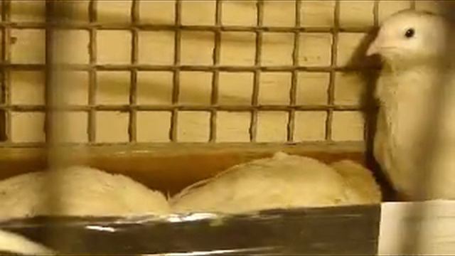 Перепела английские. Содержание молодых перепелов в клетке. смотреть онлайн