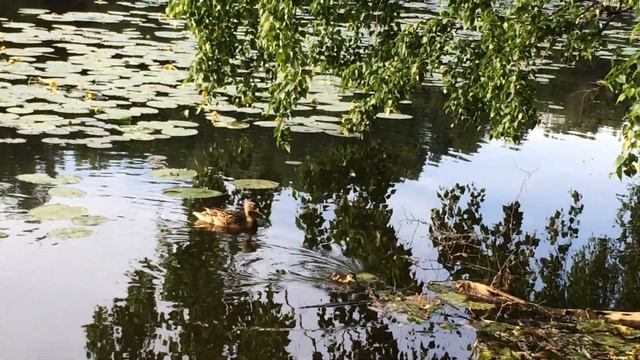 Утка и ее утенок (парк Кузьминки-Люблино) смотреть онлайн