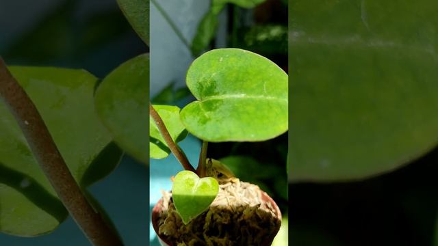 антуриум Магнификум #plants #растения #новинки #антуриум смотреть онлайн