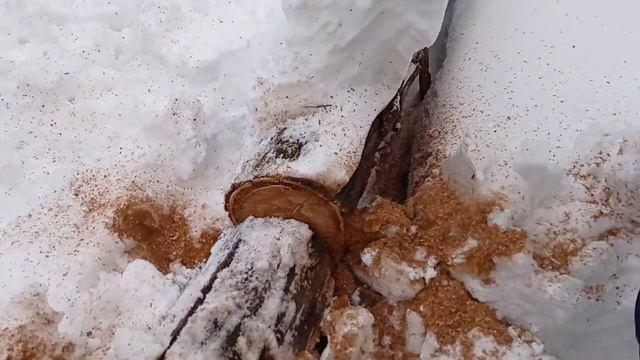 Бензопила KROFF в деле. Часть 4. Дуб (диаметр 0,3 м) смотреть онлайн