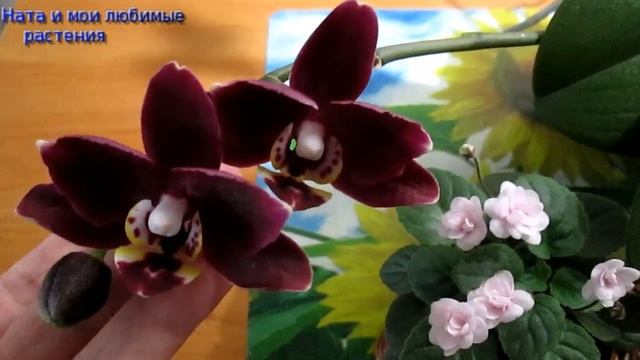 Ароматная орхидея мультифлора // Фиалка "Robs Vanilla Trail"// C 8 Марта, дорогие девушки ! смотреть онлайн