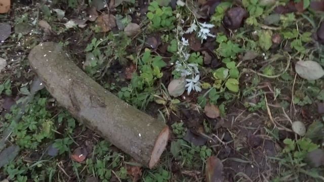 Про пилы Samurai Musha GKS-300-LH и Samurai Sentei JD-150-LH