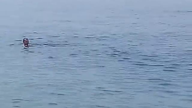 Лазаревское гадюка плывёт вдоль пляжа смотреть онлайн