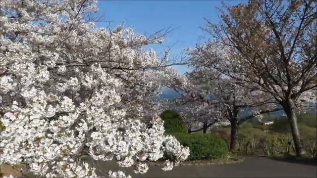Beautifully contrasting sea and cherry blossoms at Temiya Park (in Otaru, Hokkaido, Japan) смотреть онлайн