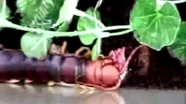 Пушистые Сюрпризы