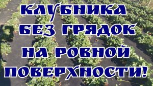 КАК ПОСАДИТЬ КЛУБНИКУ НА АГРОСПАН, НЕ ИСПОЛЬЗУЯ ВЫСОКИЕ ГРЯДКИ!