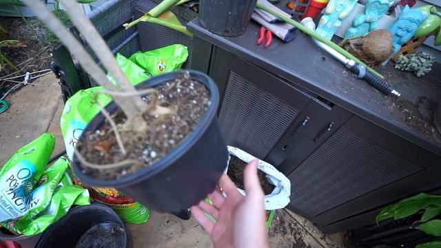 Repotting Houseplants || Dracaenas | Croton | Parlor Palm | Pseuderanthemum || Saturday Vlog