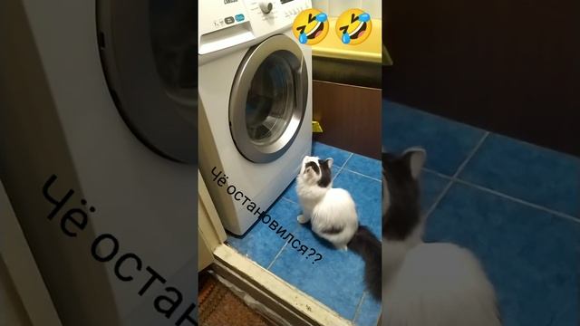 Кот и стиральная машина | кот Томыч включил стиралку | приколы | смешные коты смотреть онлайн