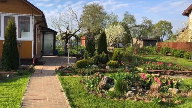 Мой сад весной.Цветение нарциссов и Тюльпанов. 14.05.2020 Spring garden смотреть онлайн