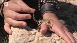 УЖАЛЕН СКОРПИОНОМ (Скорпион вонзился в руку). Brave Wilderness на русском