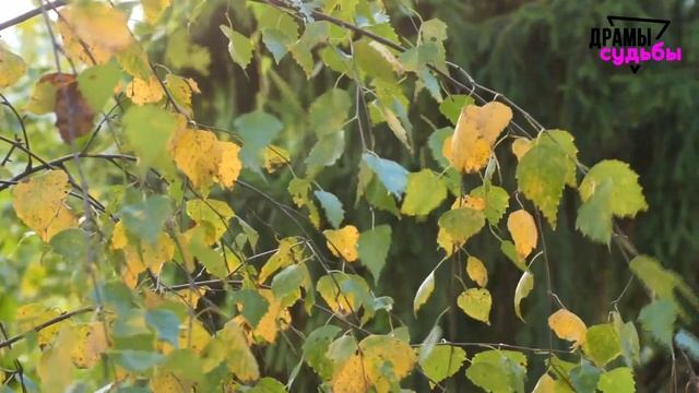 У жены низкий IQ? ЖЕНА ИЗМЕНЯЕТ на протяжении 1,5 лет! А герой ведет себя смешно | Драмы Судьбы смотреть онлайн