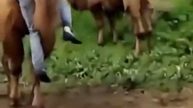 ВЕРБЛЮД ГОНЯЕТ КЛИЧКО ПО ПОЛЮ ПРИКОЛ 2016 смотреть онлайн