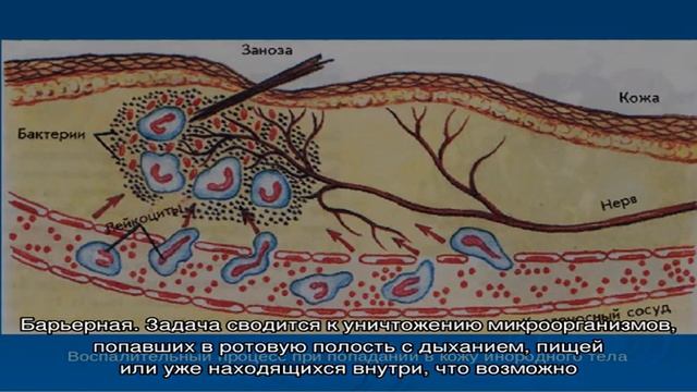 Анатомия и функциональные особенности миндалин смотреть онлайн