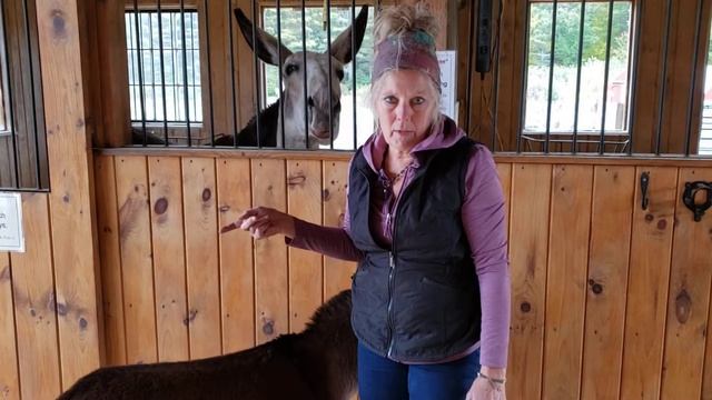How to pick up a donkey's foot смотреть онлайн