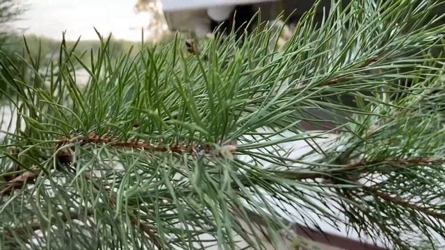 Рыболовная усадьба Остров.Сентябрь 2020