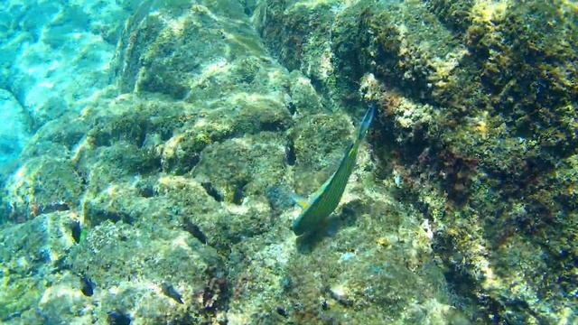 Кулинарный Стиль