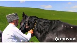 Кабардинская порода лошадей