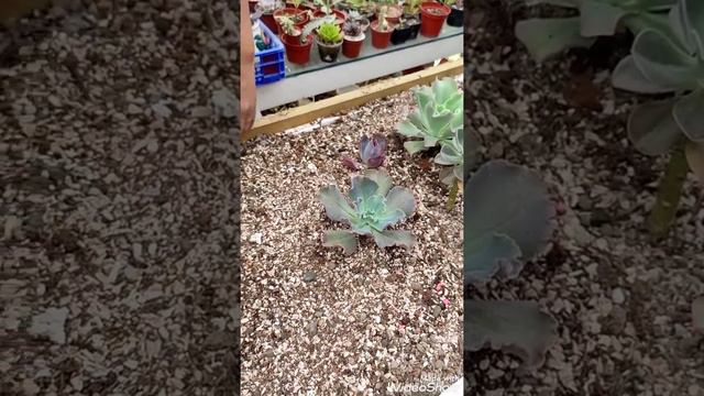 increíble mesa de cultivo #suculentas#mesadecultivo #plants#jardin#suculentas# смотреть онлайн