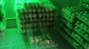 Сколько может храниться инкубационное яйцо? Эксперимент - перепелиные яйца порода Техас. Часть 1.