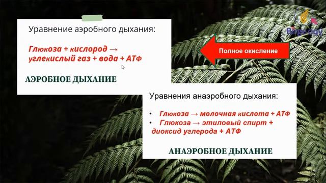 Урок биологии. Тема: Значение дыхания для растений и животных. Типы дыхания смотреть онлайн