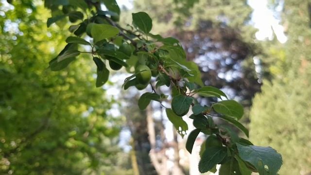 Адлер весной-2! 23 апреля 2018 года. смотреть онлайн