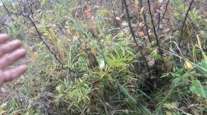 вех цикута им лечат Болезнь Рак ДРУГИХ ЗЛОКАЧЕСТВЕННЫХ НОВООБРАЗОВАНИЙ