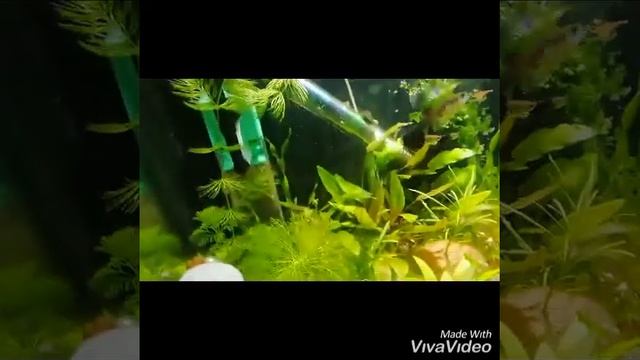 Чёрная борода. #аквариум #аквариумистика #аквариумныерыбы #акваскейп смотреть онлайн