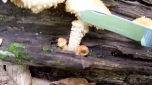 Pholiota Mushroom смотреть онлайн