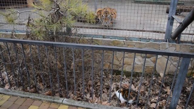 Кошка и тигры! Тайган Cat And Tigers! Taigan