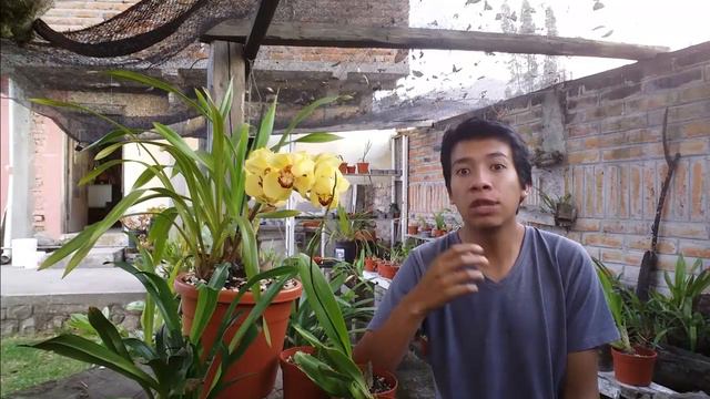 Curso de orquídeas on-line #16: ¿Dónde y cómo comprar orquídeas? смотреть онлайн