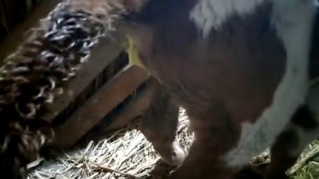 Понос у теленка!