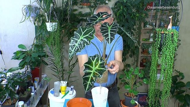 Neues aus der Pflanzenwelt mit Pilea, Alocasia Flut und Dischidia Ovata Vermehrung mit Dschungeltou смотреть онлайн