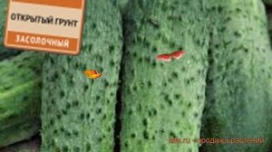 Огурец обыкновенный Багратион F1 (bagration f1) ? обзор: как сажать, семена огурца Багратион F1