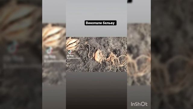 Сорт батату бельву. Дуже гарний - гладенький і один із найсолодких. Яскрава помаранчева м'якоть смотреть онлайн