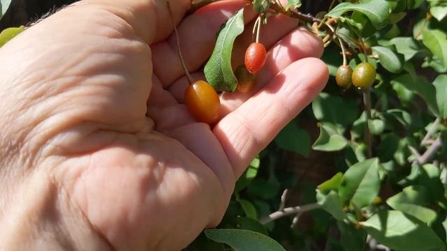 Наши гуми.Сорта Tillamook и Scarlett. смотреть онлайн