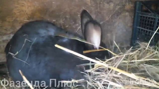 У утки Голубой Фаворит инстинкт насиживания? смотреть онлайн
