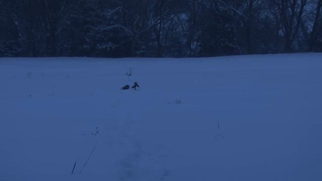 Lil' Critter Predator Decoy by Lucky Duck смотреть онлайн