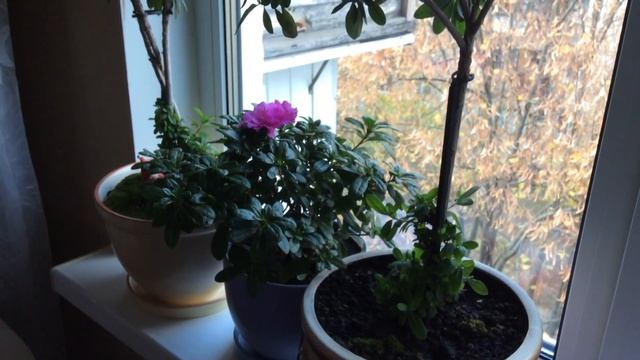 Азалия (Azalea) домашнее цветение уход продолжение ноябрь 2019 год смотреть онлайн