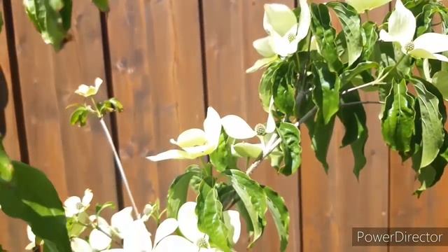 Мой сад весной. Cornus Venus - дерево моей мечты ЦВЕТЁТ ? смотреть онлайн