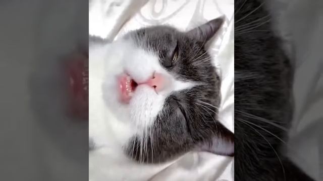 Кот храпит во сне ! смотреть онлайн