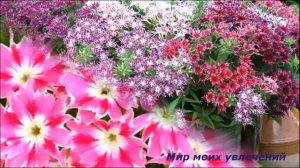 Флокс Друммонда Тонкости выращивания