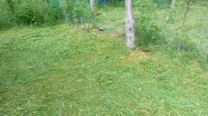 Китайская бензокоса в работе
